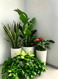 奉化绿色植物租用服务基础知识大全，快速掌握
